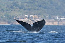 Excursion de avistamiento de ballenas en Puerto Vallarta