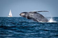 Excursion de avistamiento de ballenas en Puerto Vallarta