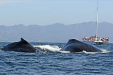 Excursion de avistamiento de ballenas en Puerto Vallarta